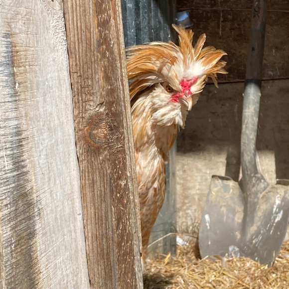 Meet your Posher, Heather - Picture 1 of 1